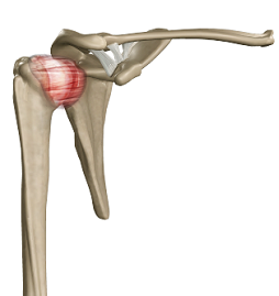 Adhesive Capsulitis